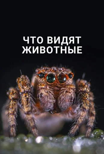 Что видят животные (2018) онлайн бесплатно